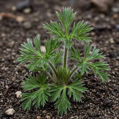 Pulsatilla Alpina Apiifolia Flower Seeds for Garden Planting