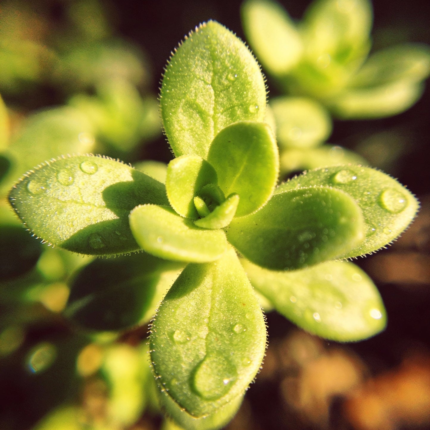 Talinum Paniculatum Jewels of Opar Seeds for Garden Planting
