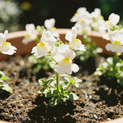 Nemesia Snowflakes Seeds for Garden Planting