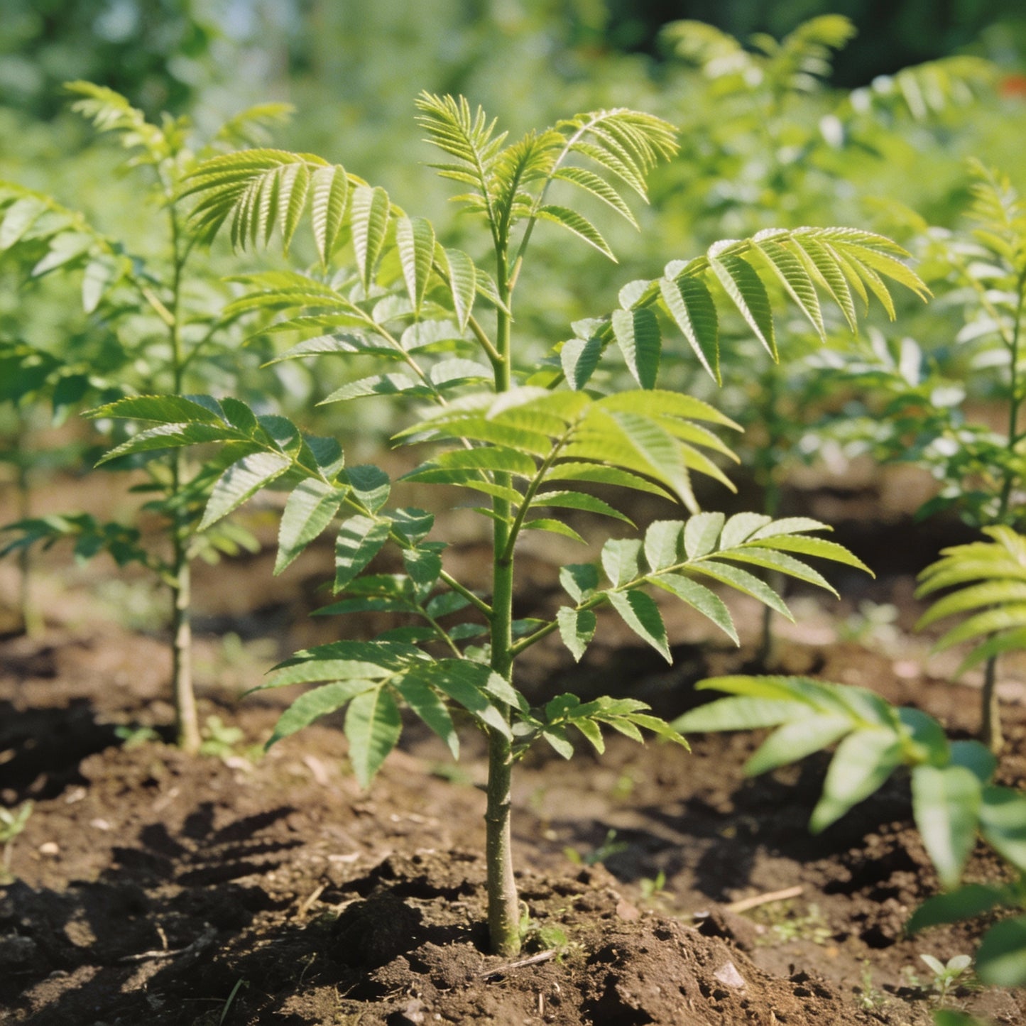 Fraxinus Sieboldiana Seeds for Garden Planting