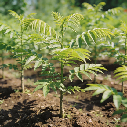 Fraxinus Sieboldiana Seeds for Garden Planting