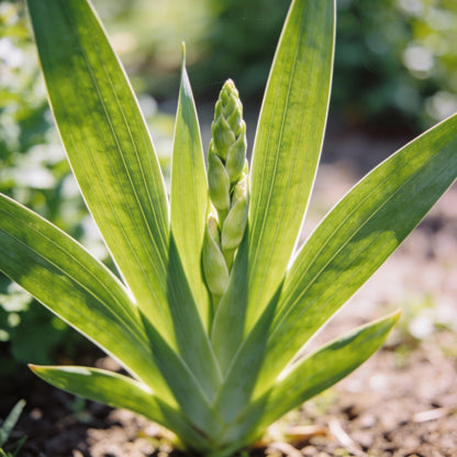 Gladiolus Papilio Vito Flower Seeds for Garden Planting