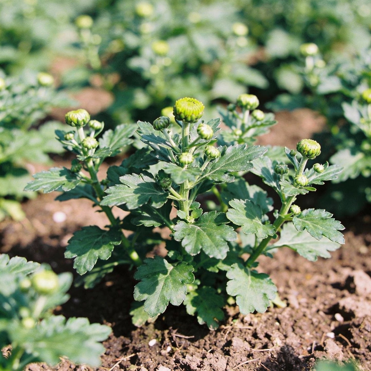 Earth Cent Crisantamo Flower Seeds for Garden Planting