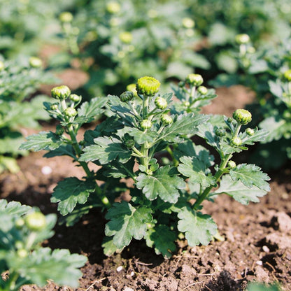 Earth Cent Crisantamo Flower Seeds for Garden Planting