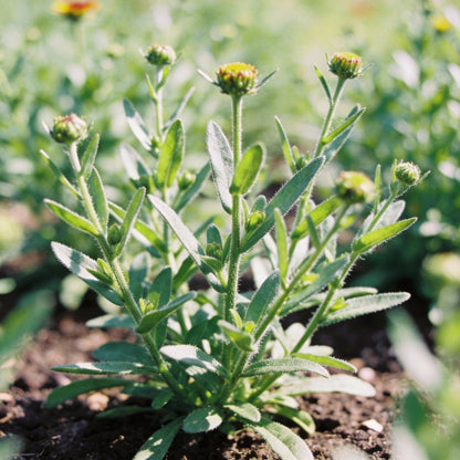 Helenium Puberulum Flower Seeds for Garden Planting