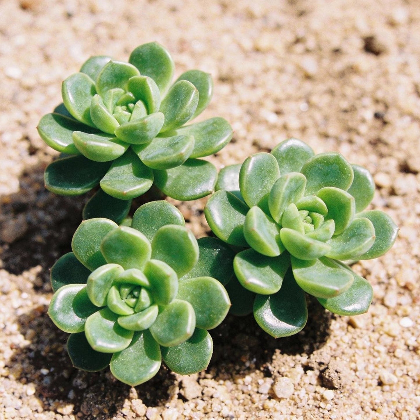 Stella Meaty Succulent Seeds for Garden Planting