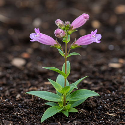 Penstemon Esprit Mixed Flower Seeds for Garden Planting