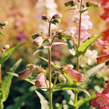 Penstemon Esprit Mixed Flower Seeds for Garden Planting