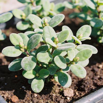 Jovellana Punctata Seeds for Garden Planting