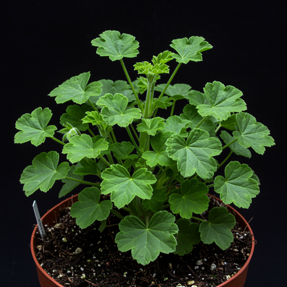 Geranium Flower Seeds for Garden and Containers