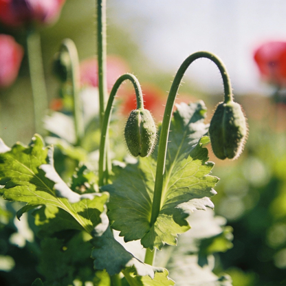 Papaver Paeoniflorin Black Peony Seeds for Garden Planting