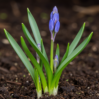 Blue Tinsel Lily Anguligar Flower Seeds for Garden Planting