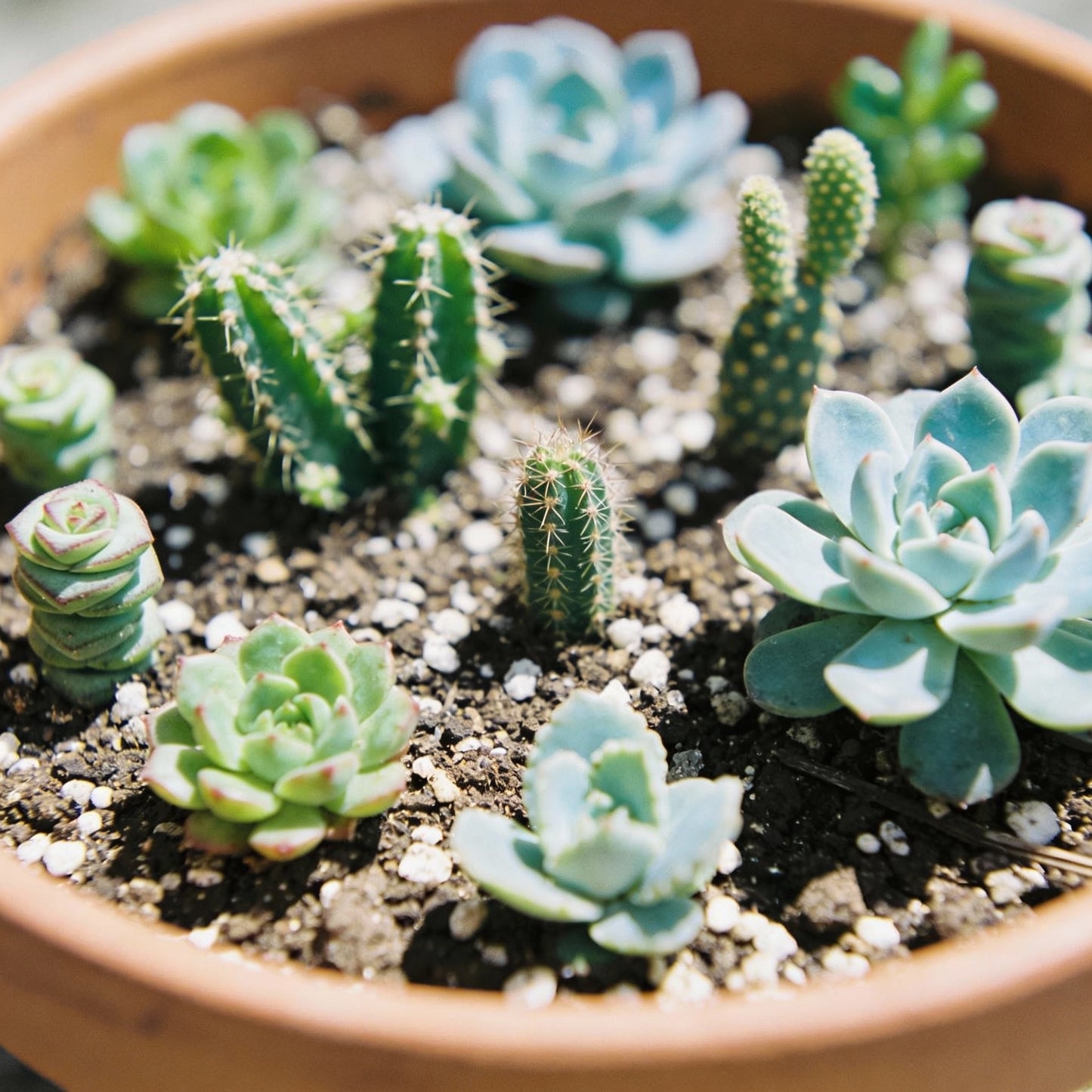 Air Purifier Mix Cacti Succulent Flower Seeds For Planting