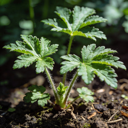 Aconitum Sachalinense Flower Seeds for Garden Planting