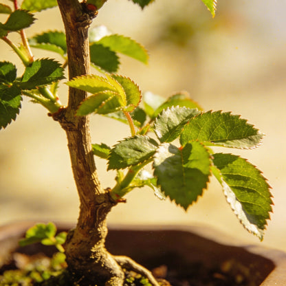 Rampicante Rose Bonsai Seeds for Garden Planting