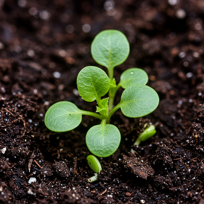 Nasturtium Princess Seeds for Garden Planting