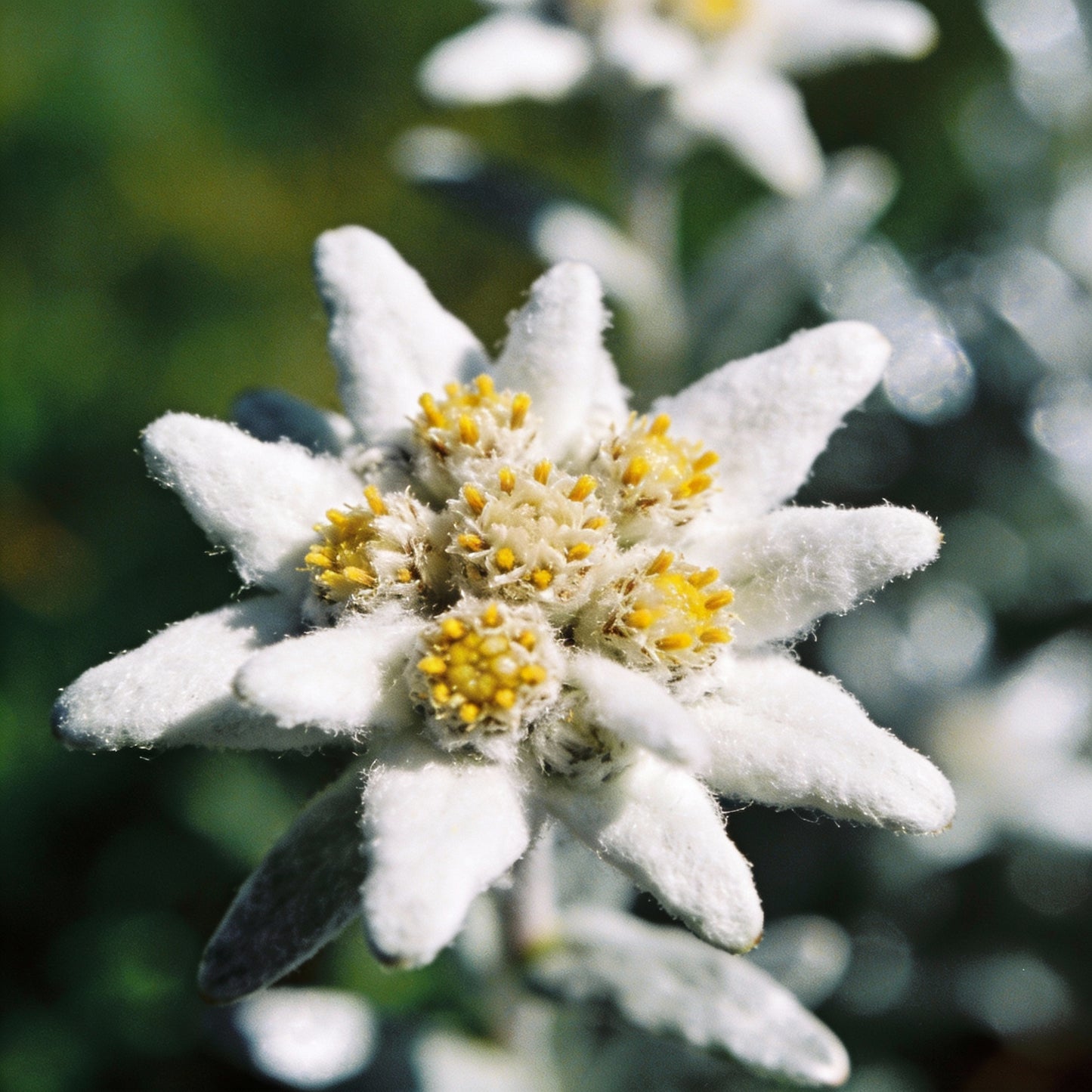 Nema Edelweiss Leontopodium Alpinum Flower Seeds for Garden Planting