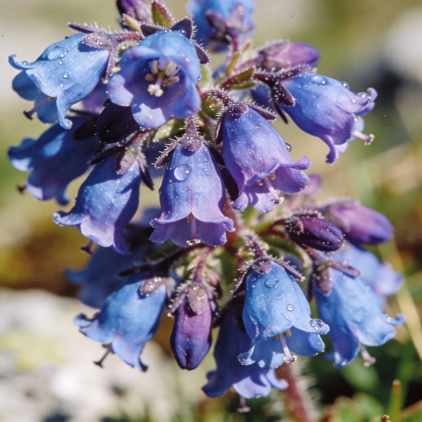 Besseya Alpina Flower Seeds for Garden Planting