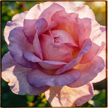 Beaulieu Flower Seeds for Garden Planting