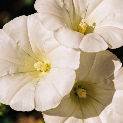 Bianco Malope Mallow Trifida Flower Seeds for Garden Planting
