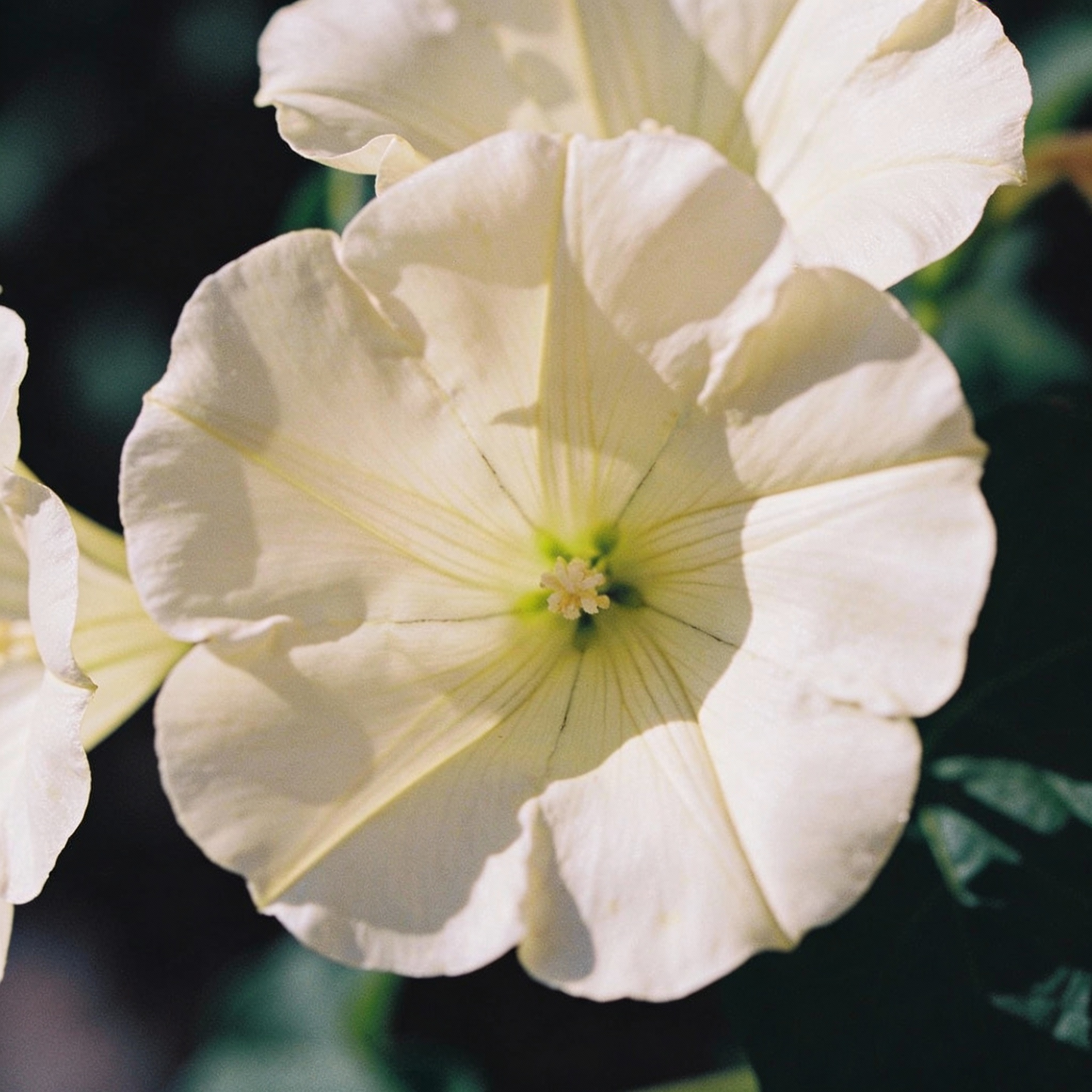 Bianco Malope Mallow Trifida Flower Seeds for Garden Planting