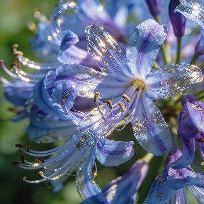 Blue Tinsel Lily Anguligar Flower Seeds for Garden Planting