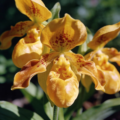 Cap Gold Pocketbook Semi Limestone Flower Seeds for Garden Planting