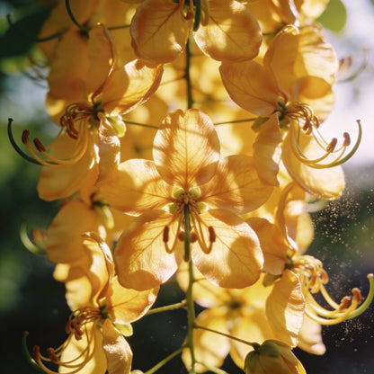 Fistula Golden Shower Flower Seeds for Garden Planting