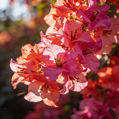 Coral Creeper Wildflower Seeds