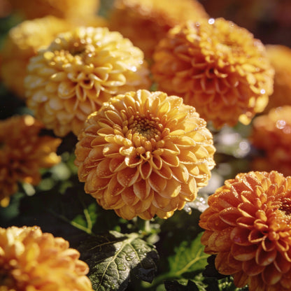 Earth Cent Crisantamo Flower Seeds for Garden Planting