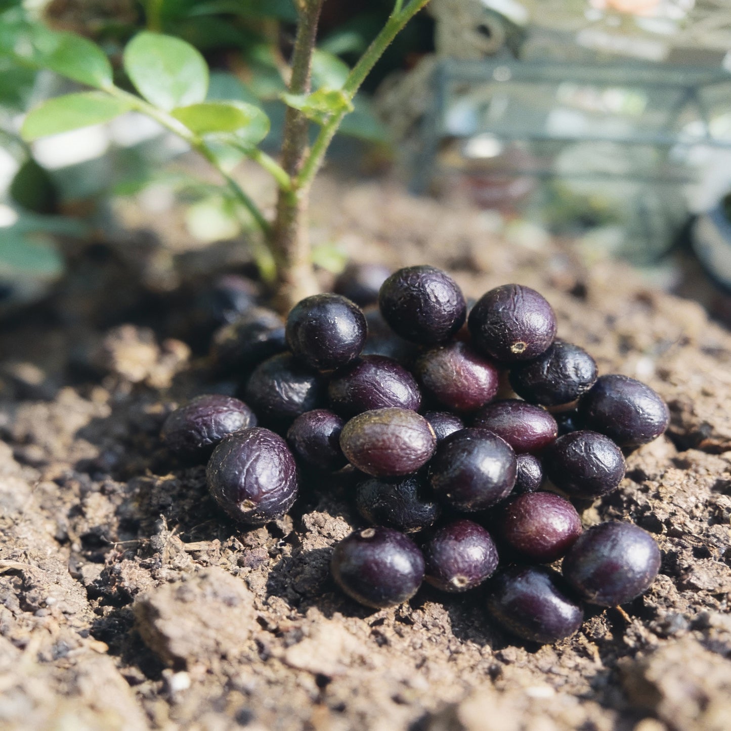 Dwarf Curry Leaf Plant Seeds – Premium Aromatic Herb for Home Gardening