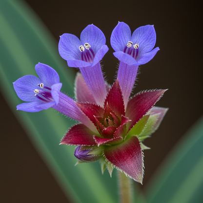 Fascicularia Micrantha Seeds – Exotic Bromeliad for Tropical Gardens & Containers