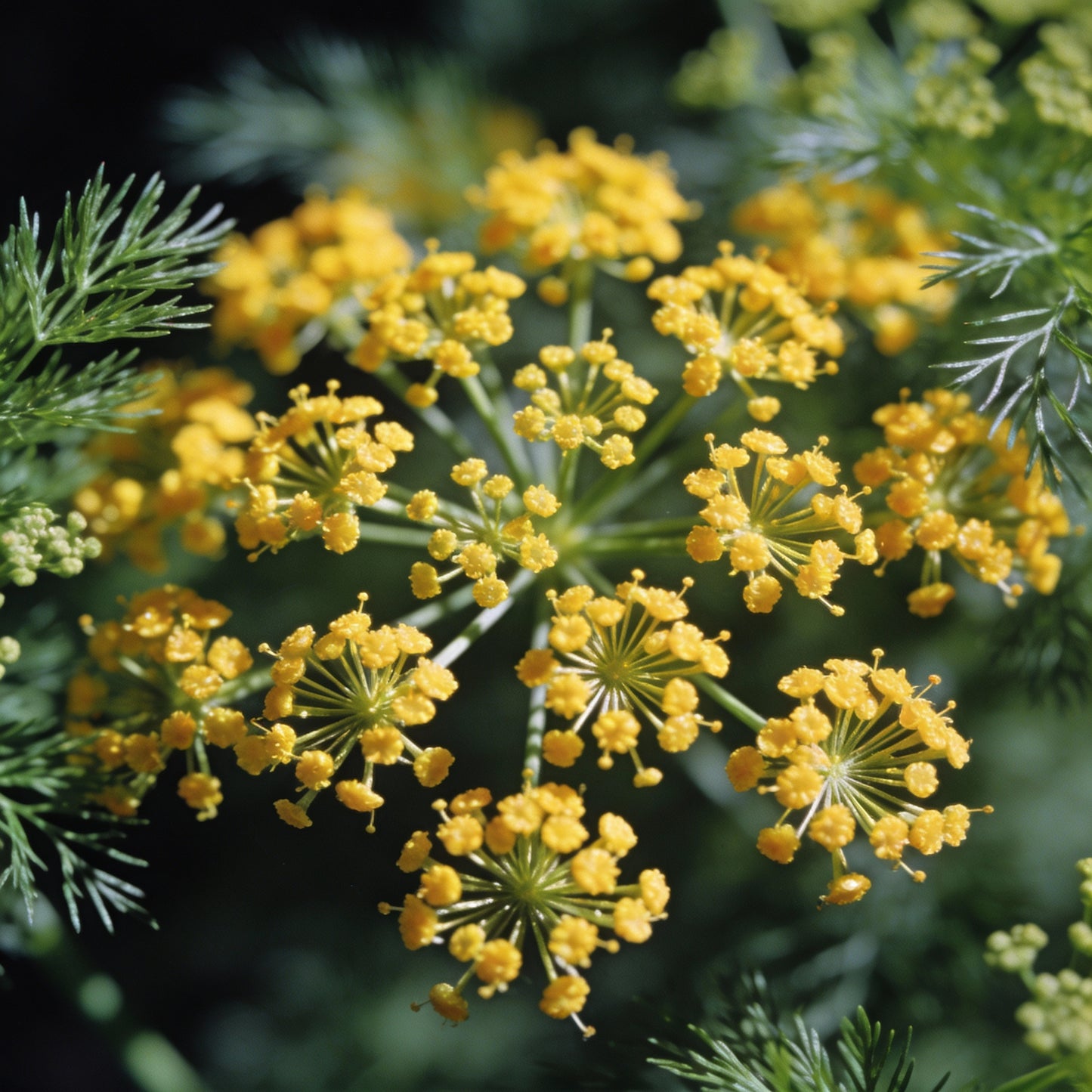 Foeniculum Vulgare Seeds – Premium Quality for Planting and Culinary Use