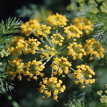 Foeniculum Vulgare Seeds – Premium Quality for Planting and Culinary Use