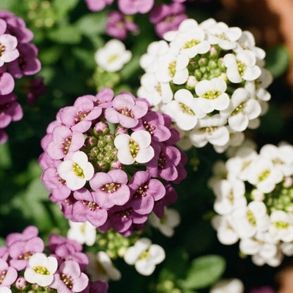 Globe Candytuft Mix Seeds for Garden Planting