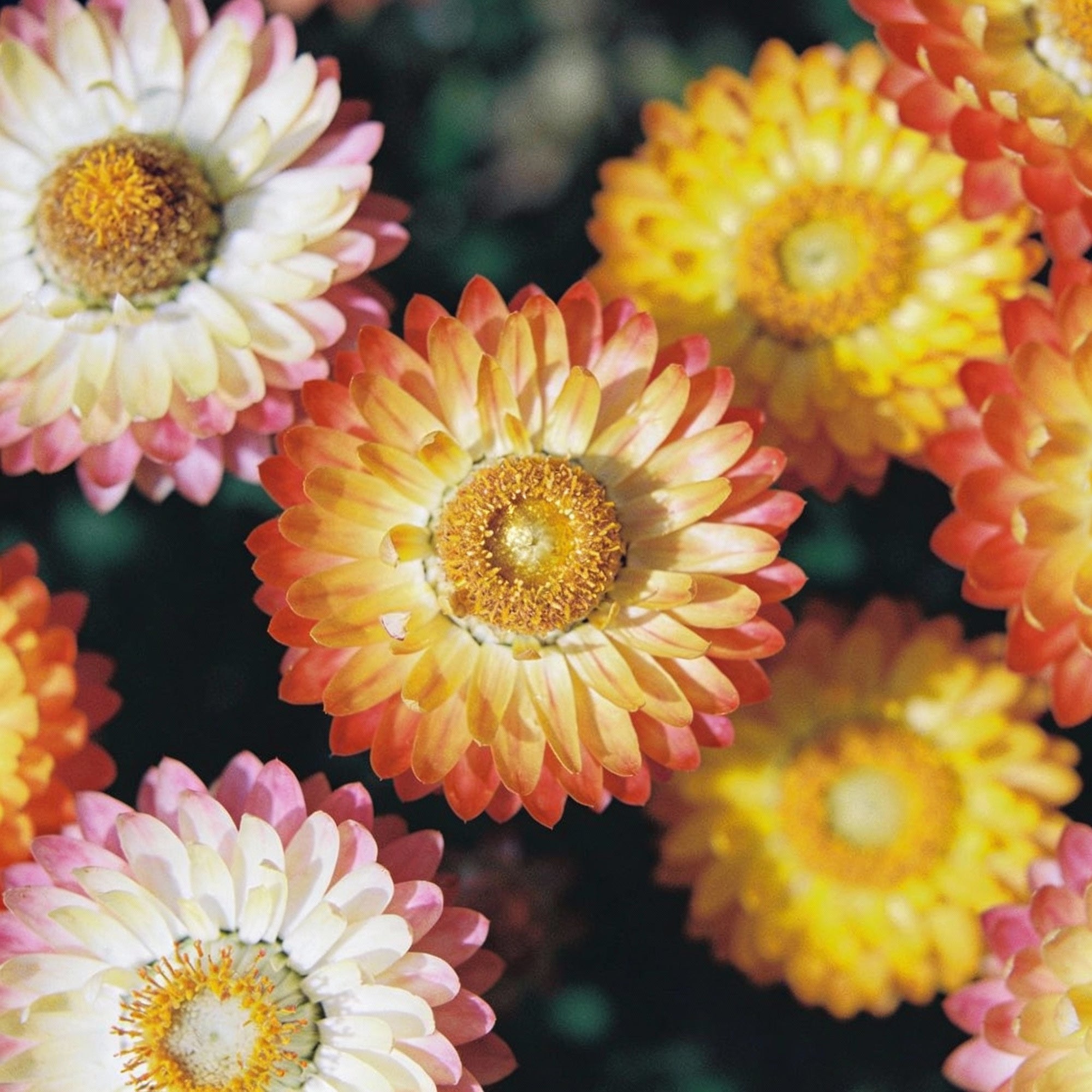 paper-flower-mix-helichrysum-seeds