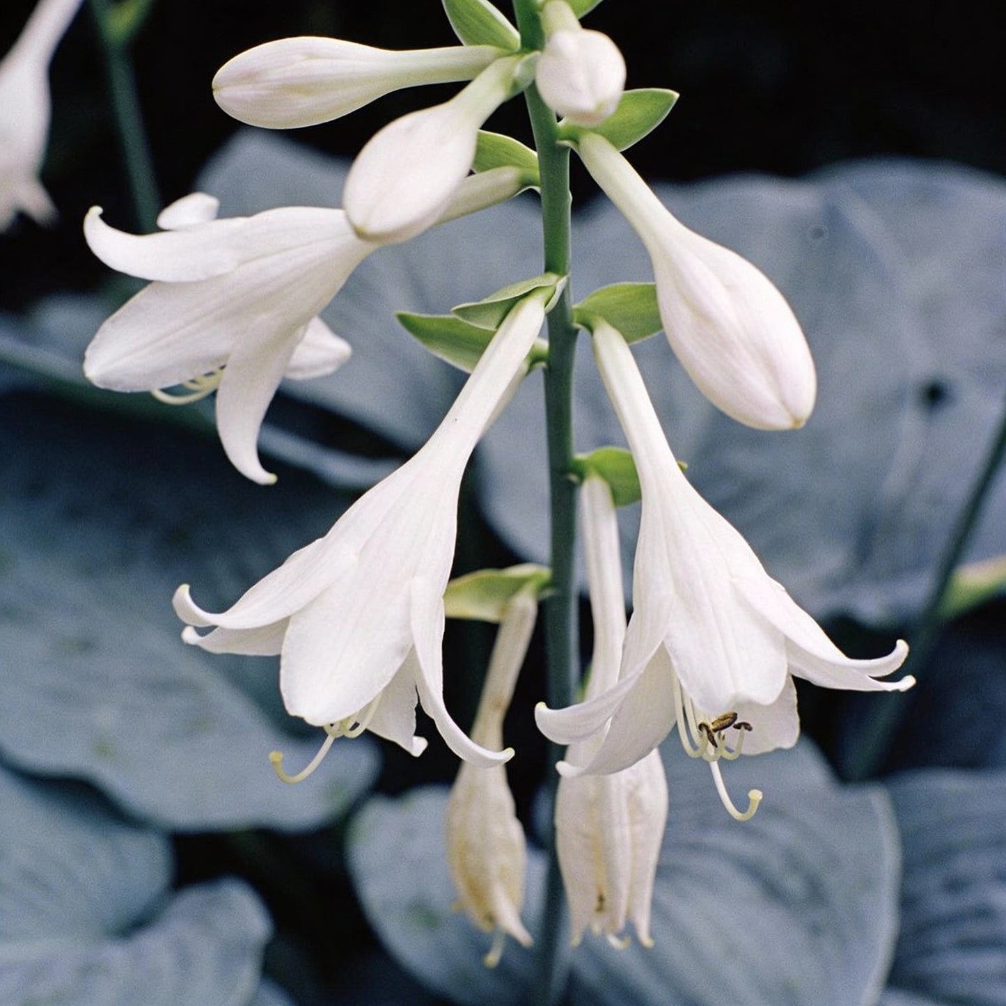 Hosta Elegans Gray Blue Twisted White Flowers for Garden Planting