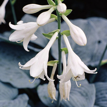 Hosta Elegans Gray Blue Twisted White Flowers for Garden Planting