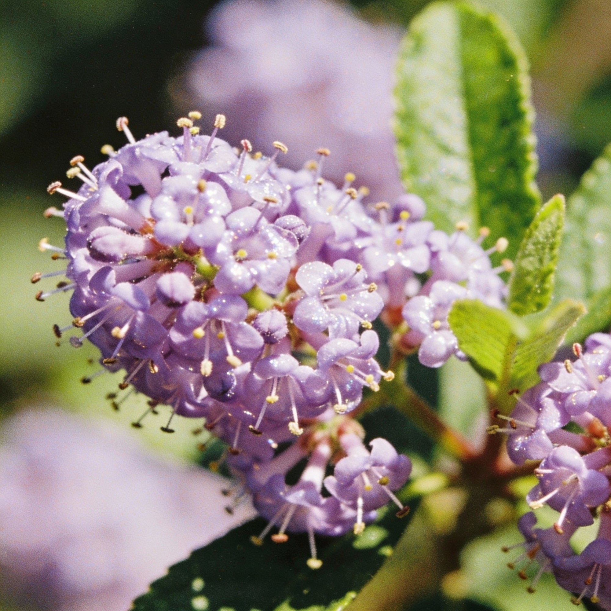 jingymia-mallee-wildflower-seeds