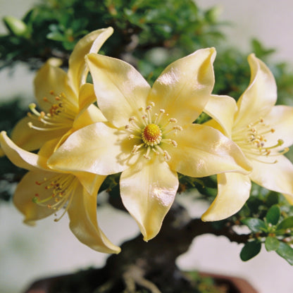 Lily Scented Creeper Bonsai Light Yellow Flower Seeds for Garden Planting