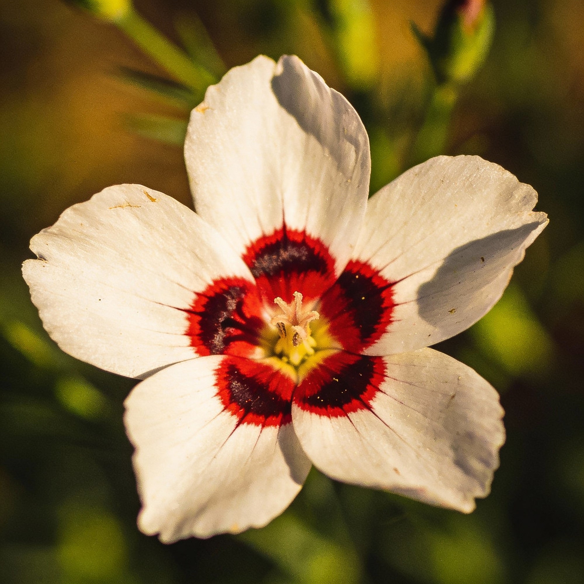 linum-bright-eyes-flower-seeds