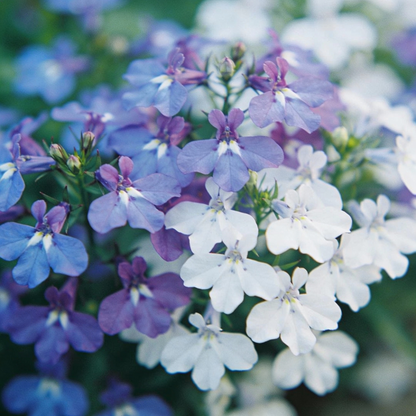 Mixed Lobelia Regatta Flower Seeds for Hanging Displays