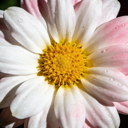 Margherita Bella Chrysanthemum Seeds for Garden Planting