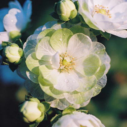 Green and White Flower Seeds Mix for Garden Planting