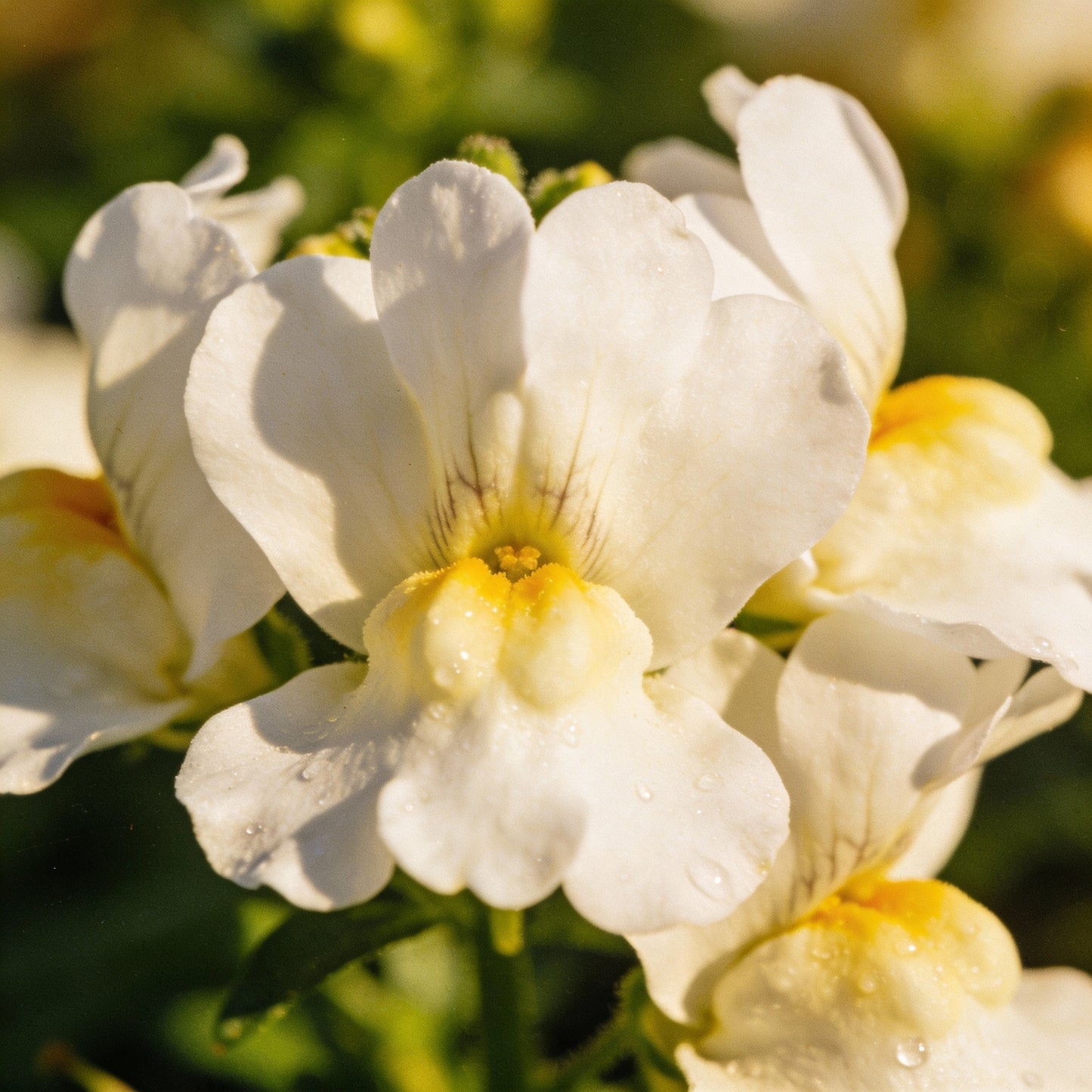 Nemesia Snowflakes Seeds for Garden Planting