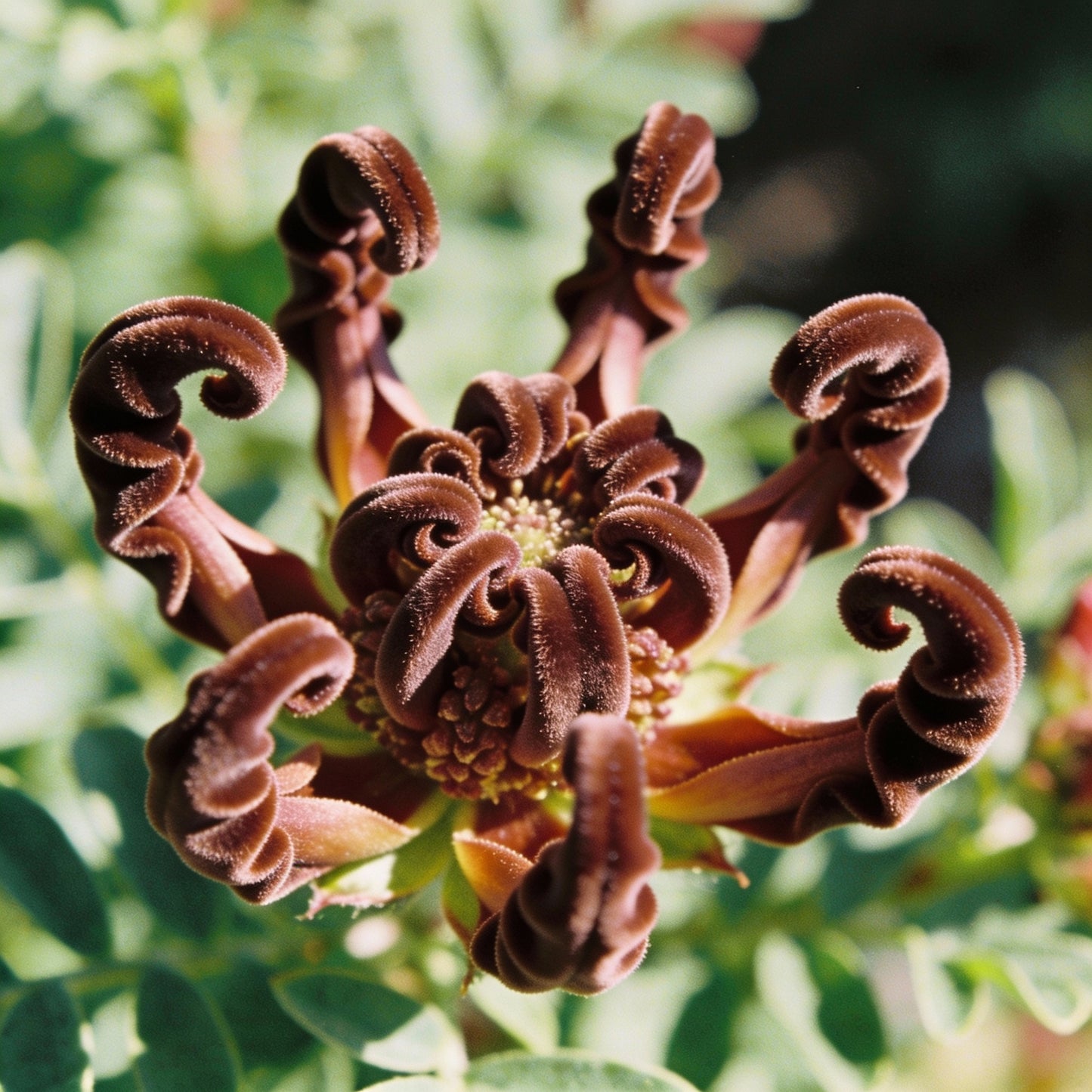 Periploca Graeca Flower Seeds for Garden Planting