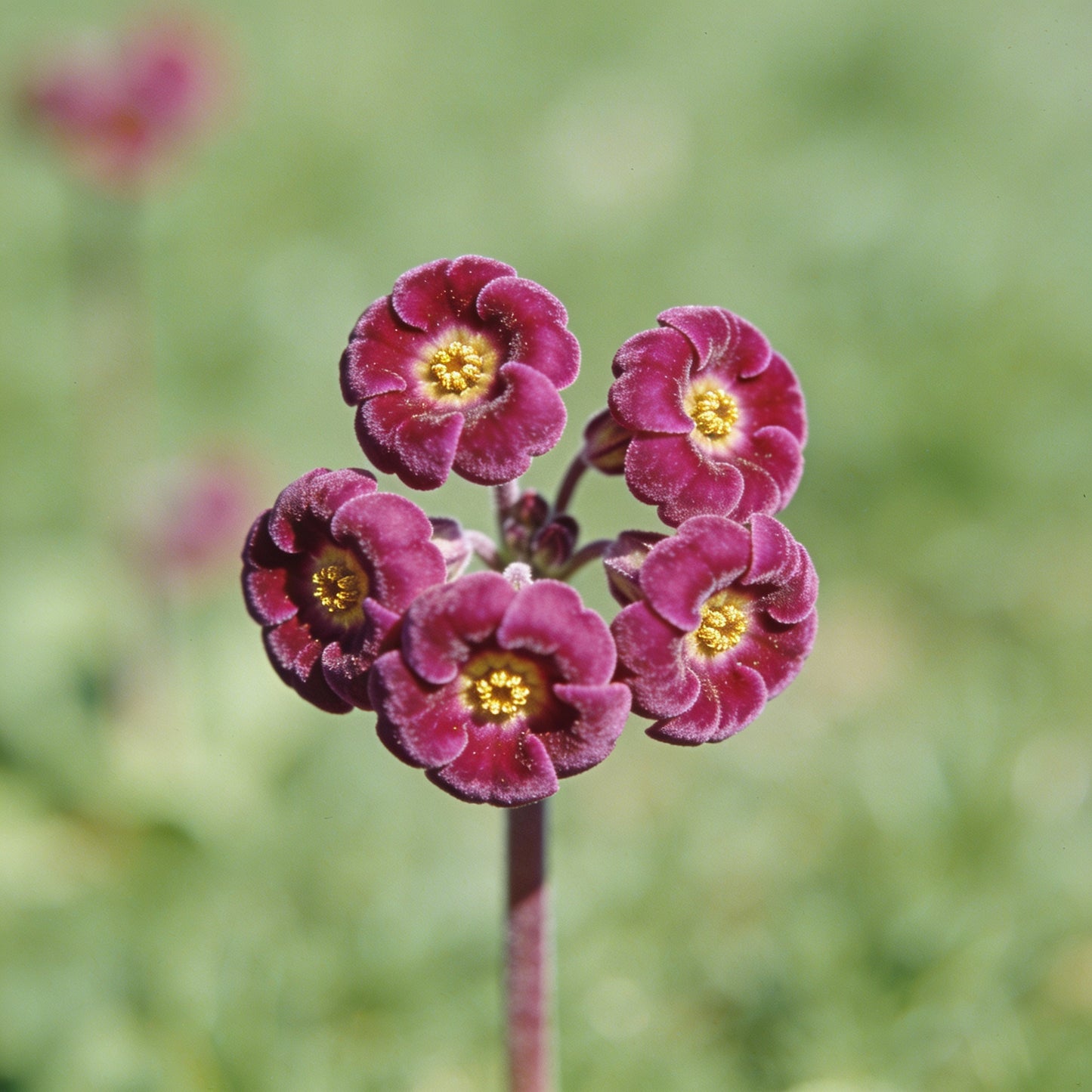 Primula Poissonii Flower Seeds for Garden Planting