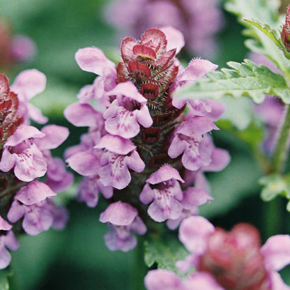 Prunella Laciniata Flower Seeds for Garden Planting