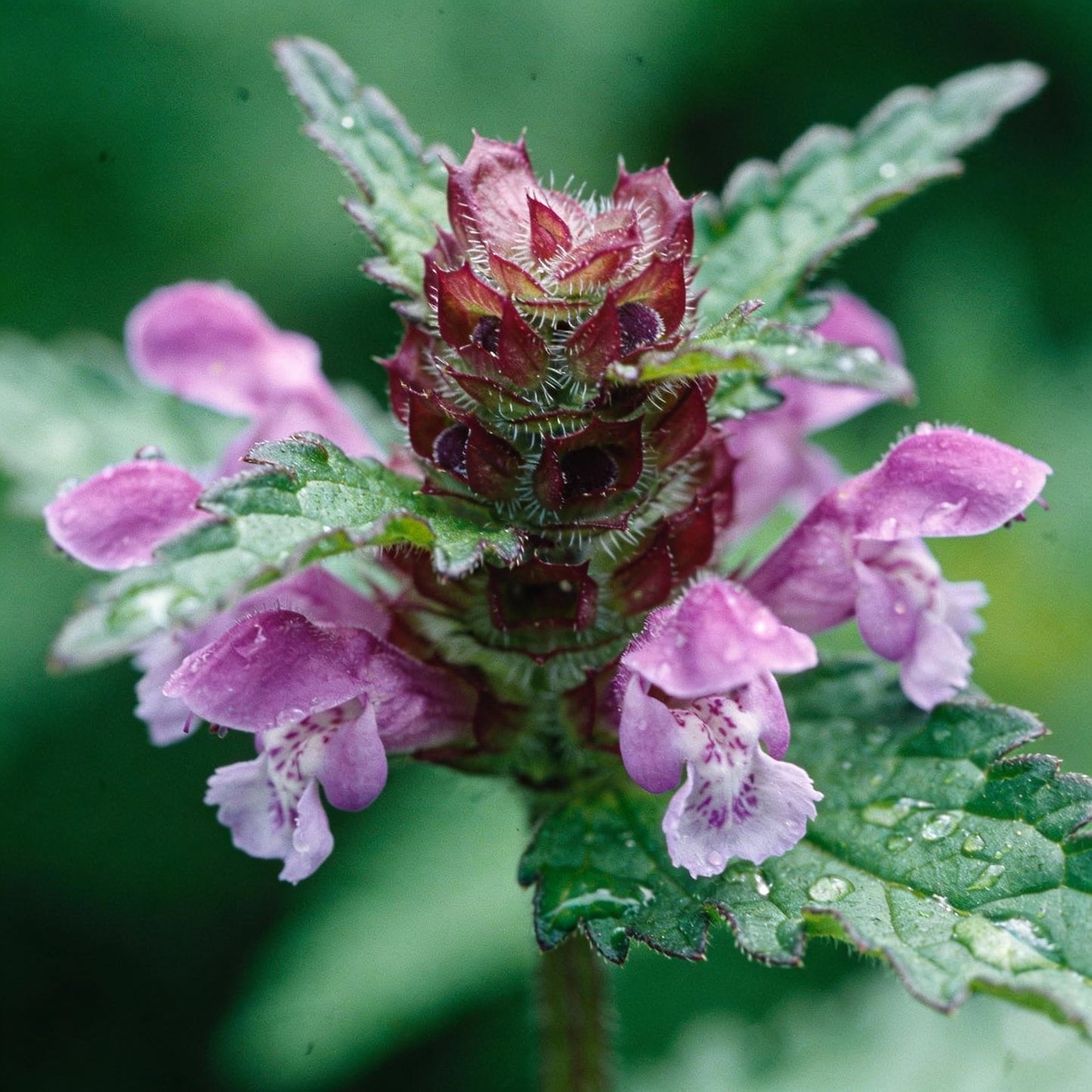 Prunella Laciniata Flower Seeds for Garden Planting