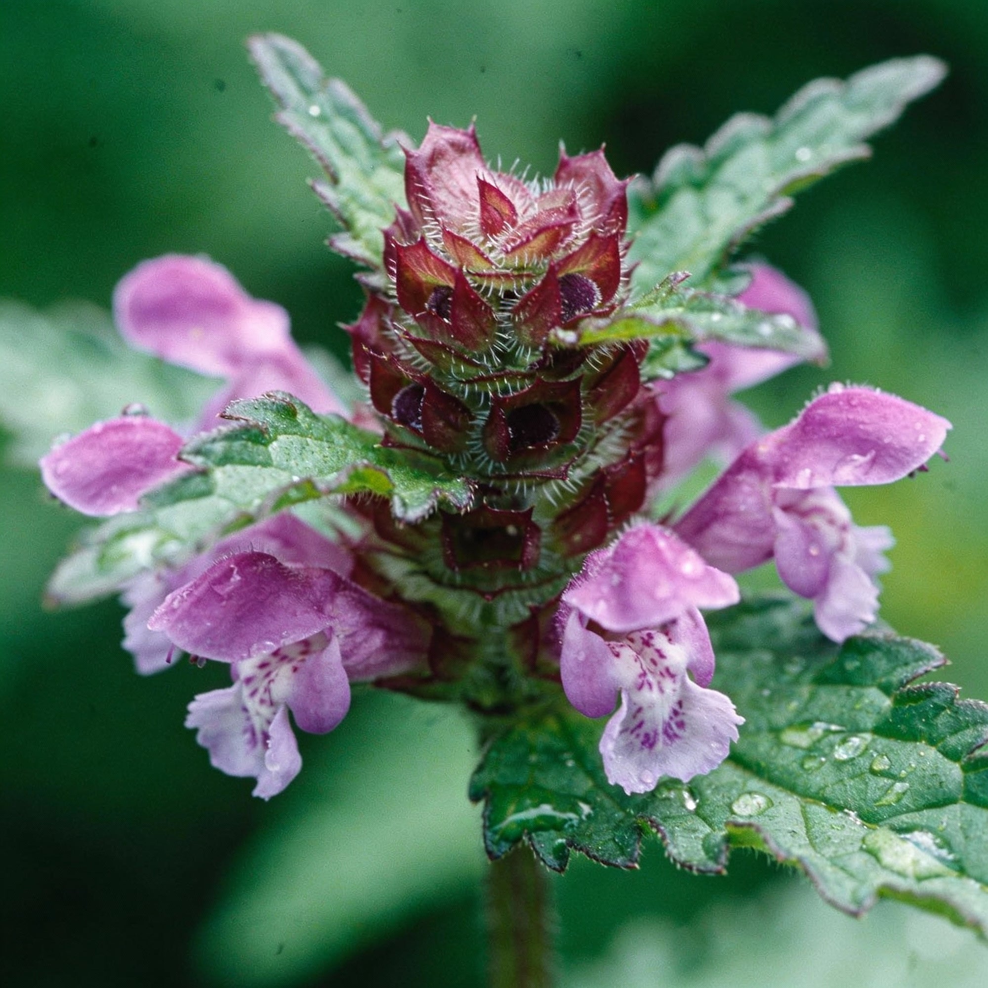 prunella-laciniata-flower-seeds-for-garden-planting